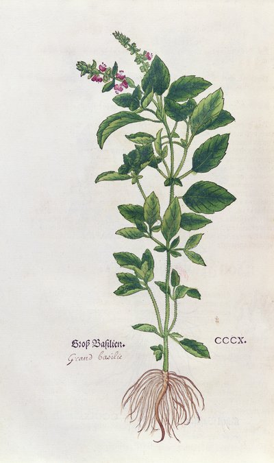 Basil, en botanisk platta från Herbariet av Leonhart Fuchs (1501-66), publicerad i Basel, 1543 av German School