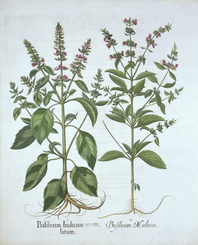 Basil, från Hortus Eystettensis, av Basil Besler (1561-1629), pub. 1613 (handfärgad gravyr) av German School