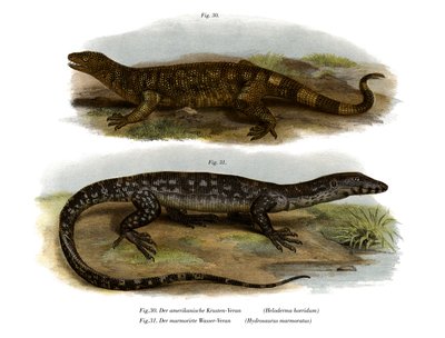 Beaded Lizard (färg litho) av German School