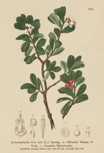 Björnbär (Arctostaphylos Uva ursi, Arctostaphylos officinalis) av German School