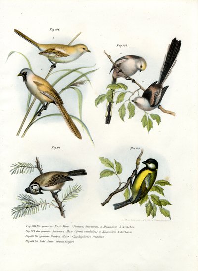Skäggig papegojnäbb, 1864 av German School