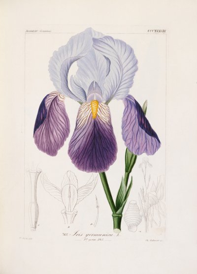 Skäggig iris, graverad av Ch. Schnorr (handfärgad litho) av German School