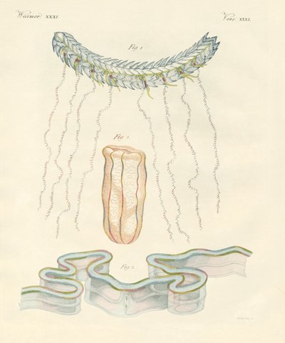 Vackra kamgeléer (färgad gravyr) av German School