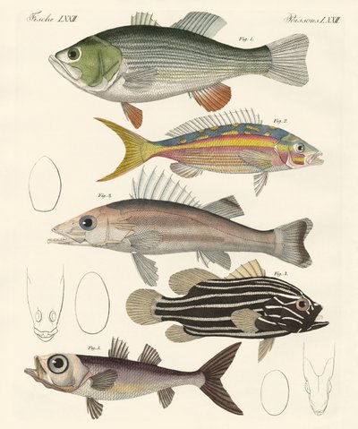 Vacker fisk (färgad gravyr) av German School