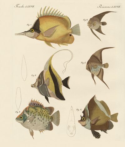 Vacker fisk (färgad gravyr) av German School