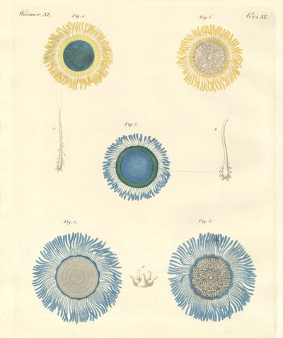 Vackra medusas (färgad gravyr) av German School