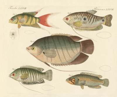 Vacker ny fisk (färgad gravyr) av German School