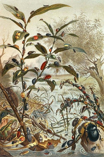 Skalbaggar under en översvämning, tallrik från "Brehms Tierleben: Allgemeine Kunde des Tierreichs", vol.9, s.33, utgiven av Bibliographisches Institut av German School