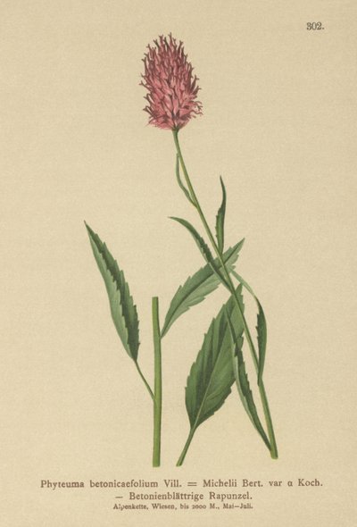 Betonybladig Rampion (Phyteuma betonicaefolium) av German School