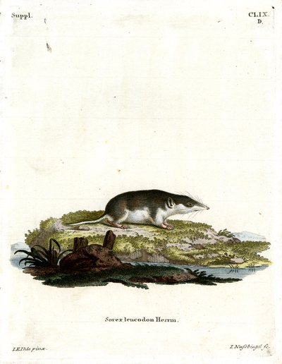 Tvåfärgad shrew (färgad gravyr) av German School
