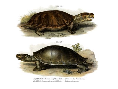 Storhövdad Amazonflodsköldpadda (färg litho) av German School