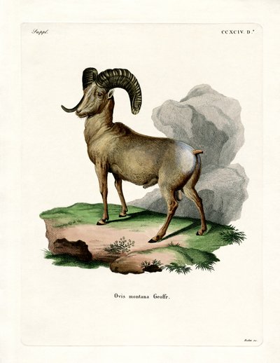 Bighorn Sheep (färgad gravyr) av German School