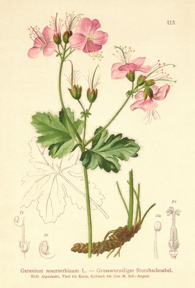 Bigroot Pelargon (Geranium macrorrhizum) av German School