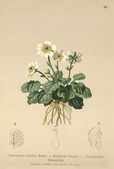 Smörblomma (Ranunculus bilobus, Ranunculus Bertolonii) av German School