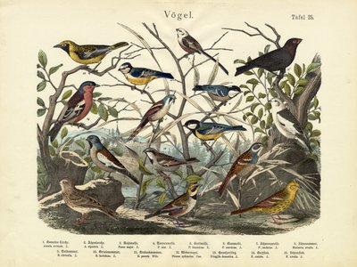 Fåglar, c.1860 av German School