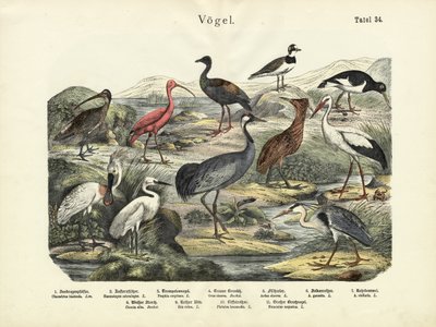 Fåglar, c.1860 av German School