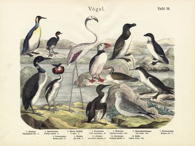 Fåglar, c.1860 av German School