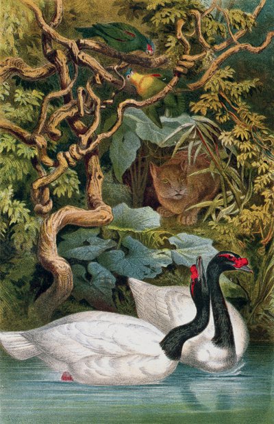 Black-necked Swan, tallrik från Brehms Tierleben: Allgemeine Kunde des Tierreichs, vol.6, s.598, utgiven av Bibliographisches Institut, 1892 av German School