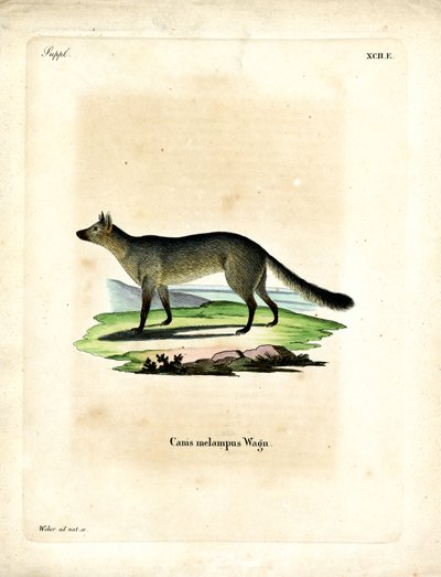 Svartryggad sjakal (färgad gravyr) av German School