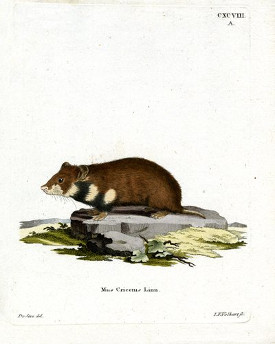 Svartbukad hamster (färgad gravyr) av German School