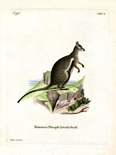 Black-footed Rock-wallaby (färgad gravyr) av German School