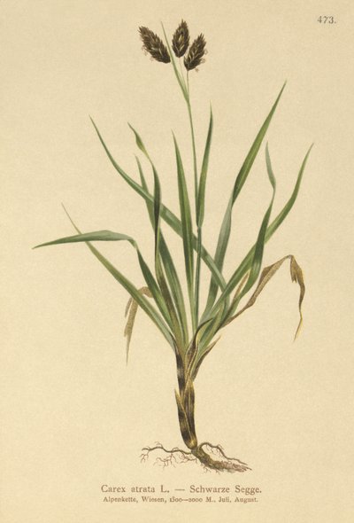 Svart alptagg (Carex atrata) av German School