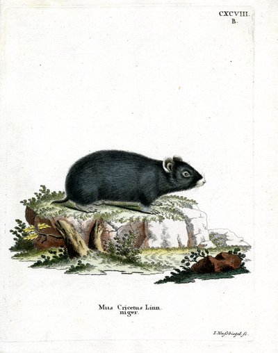 Svart hamster (färgad gravyr) av German School