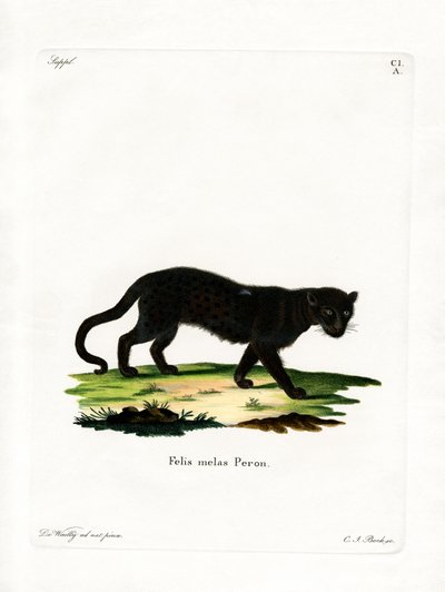 Svart leopard (färgad gravyr) av German School