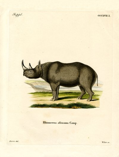 Svart noshörning (färgad gravyr) av German School