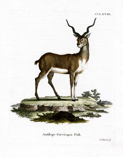 Blackbuck (färgad gravyr) av German School