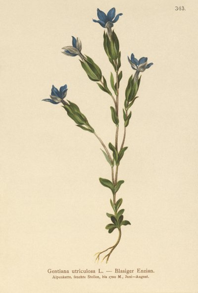 Blåsgentiana (Gentiana utriculosa) av German School