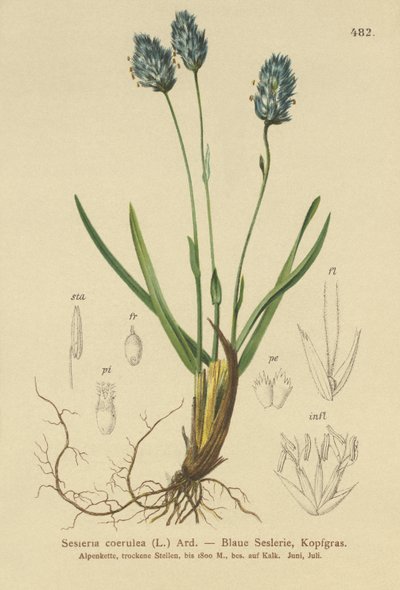 Blått hedgräs (Sesleria caerulea, Sesleria uliginosa) av German School