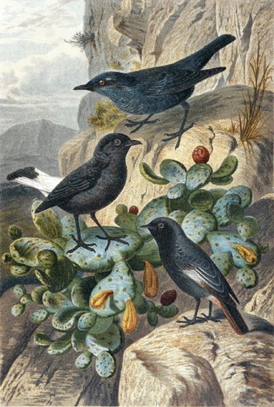 Blue Rock Thrush, Black Wheatear and Redtail, tallrik från "Brehms Tierleben: Allgemeine Kunde des Tierreichs", vol 4, sid. 57, utgiven av Bibliographisches Institut av German School