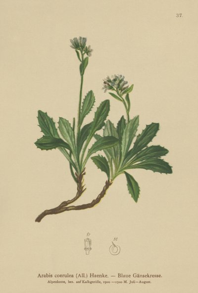 Blå väggkrasse (Arabis caerulea, Arabis coerulea) av German School