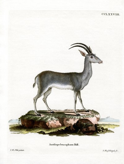 Blåbock av German School
