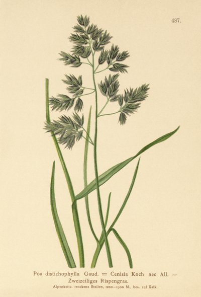 Blågräs (Poa distichophylla, Poa Cenisia, Poa contracta, Poa fontqueri, Poa oreophila, Poa psychrophila) av German School