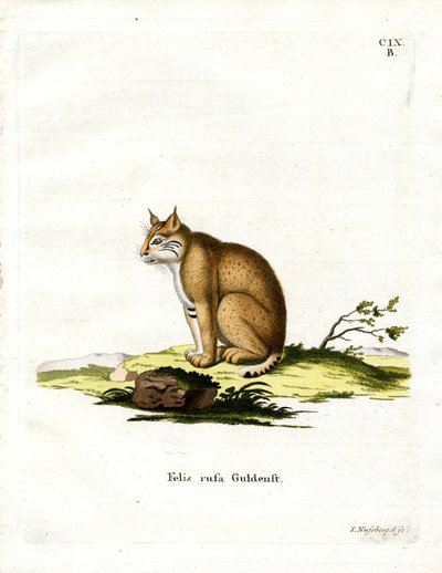 Bobcat (färgad gravyr) av German School