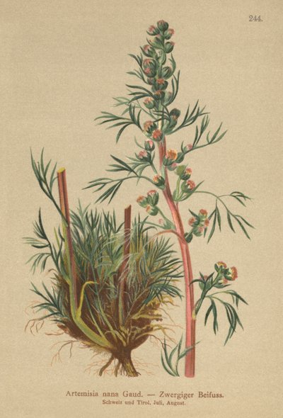 Boreal malört (Artemisia nana, Artemisia borealis) av German School