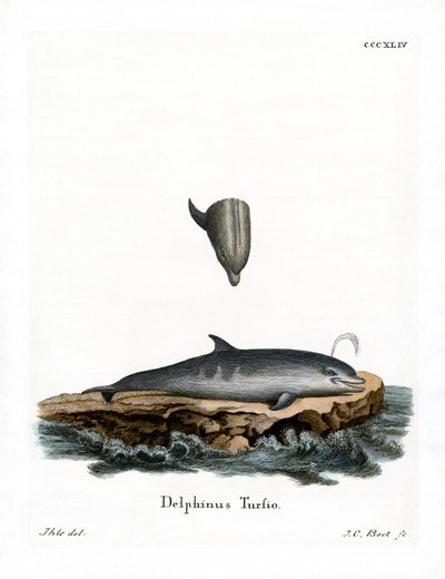 Flasknosad delfin (färgad gravyr) av German School