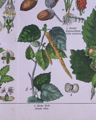 Branch of a Silver Birch Tree, från en bok om Carolus Linnaeus klassificeringssystem av G.H. von Schubert av German School