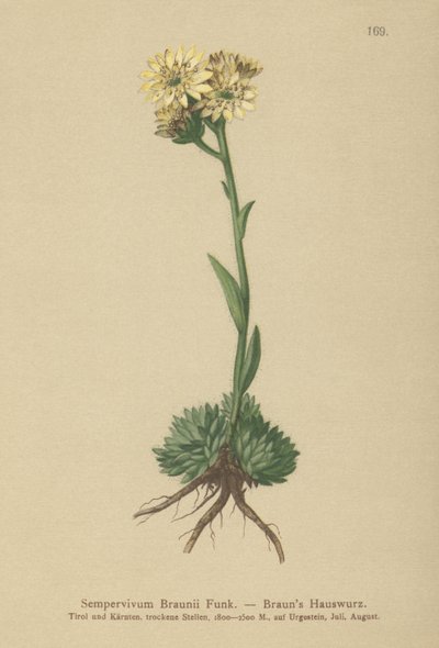 Brauns höna och kycklingar (Sempervivum Braunii) av German School