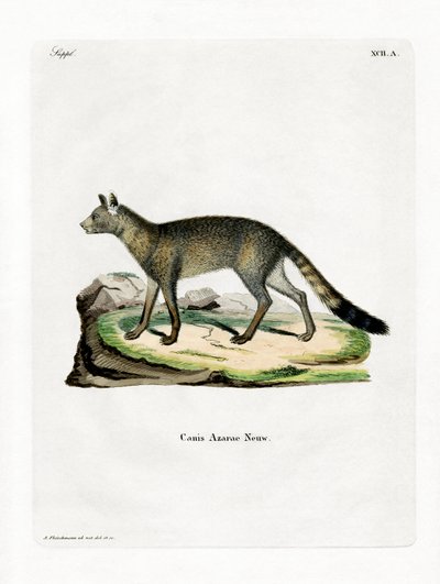 Brazilian Fox (färgad gravyr) av German School