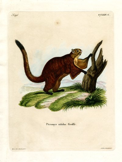 Brilliant Flying Squirrel (färgad gravyr) av German School