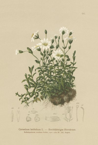 Bredbladigt musöra (Cerastium latifolium) av German School