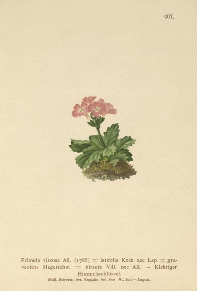 Broadleaf Primrose (Primula viscosa, Primula latifolia, Primula hirsuta) av German School