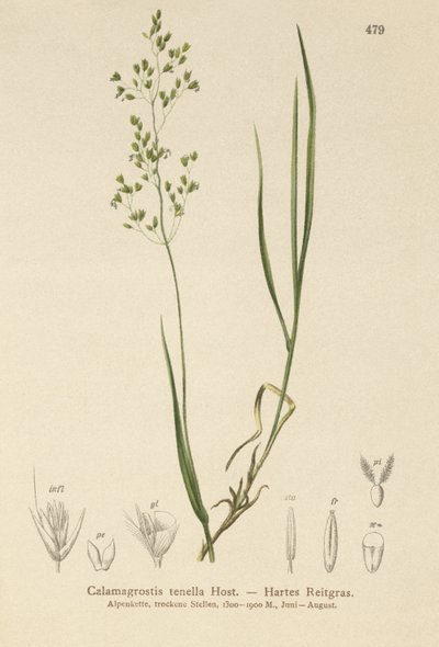 Brun böjd (Agrostis schraderiana, Agrostis agrostiflora, Agrostis stricta, Agrostis vinealis, Calamagrostis tenella) av German School