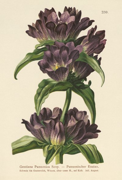 Brun gentiana (Gentiana Pannonica) av German School