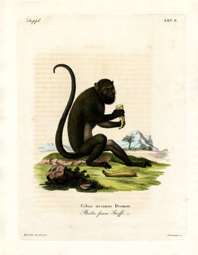 Brown Howler (färgad gravyr) av German School