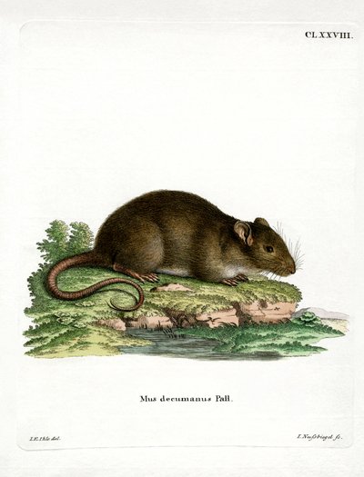 Brun råtta (färgad gravyr) av German School