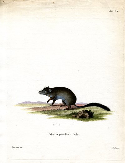 Brush-tailed Phascogale (färgad gravyr) av German School